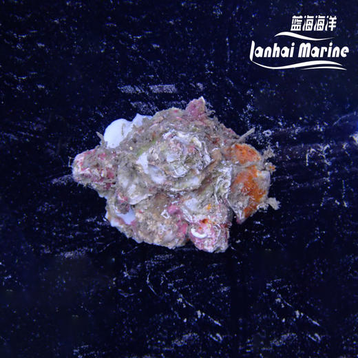 缀壳螺 商品图1