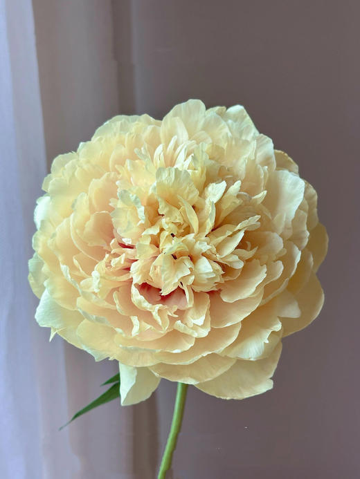 【仅加购，随芍药一起发出】Yes，I do【纵你阅人何其多，无人相似我】 简小姐精选伊藤新品 仅加购随订单发出 商品图1