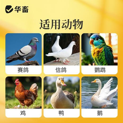 华畜鸽六联鸽子感冒水绿便歪头甩脖呕吐甩食鸽瘟流感缩头鸽子通用 商品图3