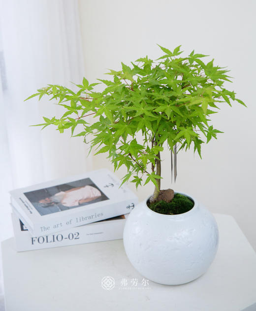 白盆枫树 商品图0