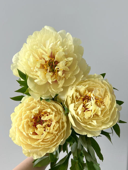 【仅加购，随芍药一起发出】Yes，I do【纵你阅人何其多，无人相似我】 简小姐精选伊藤新品 仅加购随订单发出 商品图5