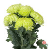 市场牡丹菊-浅绿 5枝一扎 商品缩略图0
