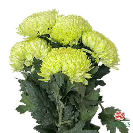 市场牡丹菊-浅绿 5枝一扎 商品图0