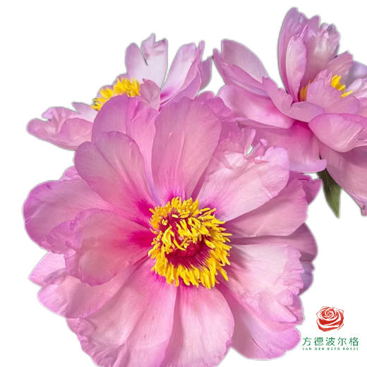 芍药 初心 5枝一扎 商品图0