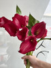 国产花材-【马蹄莲】红色 商品缩略图2