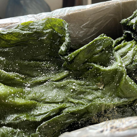 有机海带（盐渍） 鲜嫩采收 肉质薄 口感好 中通/极兔快递 商品图2