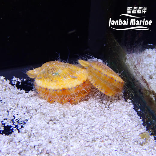 黄金小扇贝 滤水 商品图4