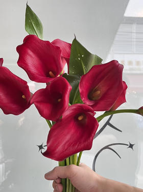 国产花材-【马蹄莲】红色