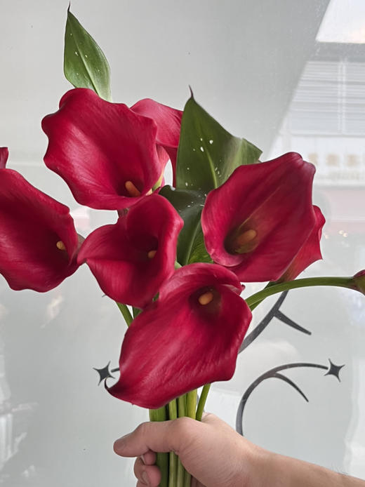 国产花材-【马蹄莲】红色 商品图0