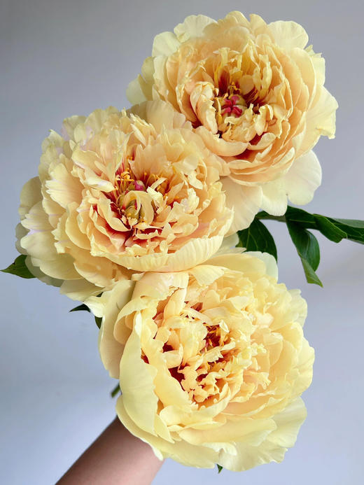 【仅加购，随芍药一起发出】Yes，I do【纵你阅人何其多，无人相似我】 简小姐精选伊藤新品 仅加购随订单发出 商品图8