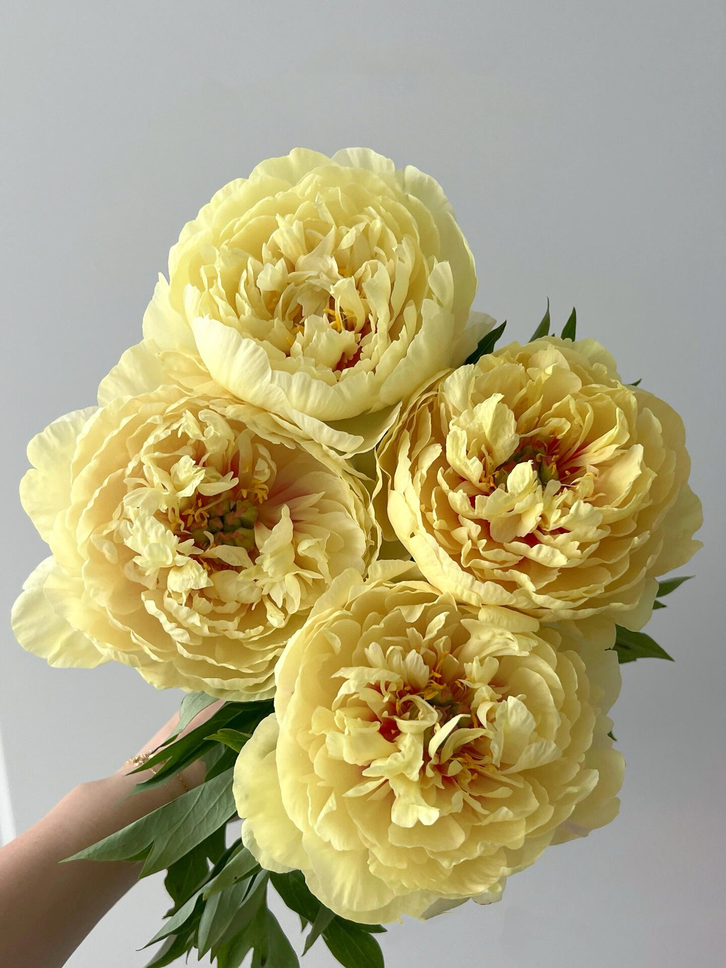 【仅加购，随芍药一起发出】Yes，I do【纵你阅人何其多，无人相似我】 简小姐精选伊藤新品 仅加购随订单发出