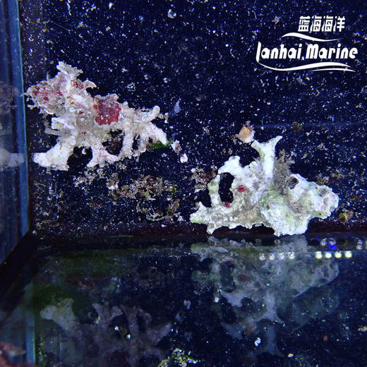 银杏骨螺 商品图2