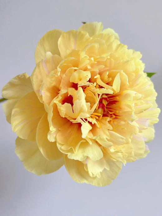 【仅加购，随芍药一起发出】Yes，I do【纵你阅人何其多，无人相似我】 简小姐精选伊藤新品 仅加购随订单发出 商品图7