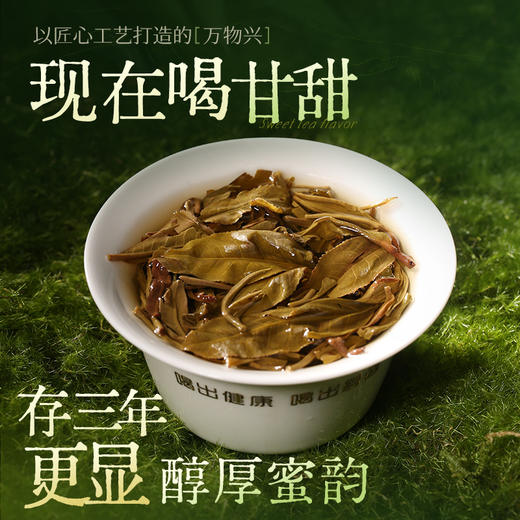 陈升号 2025年万物兴357g（生茶） 商品图3