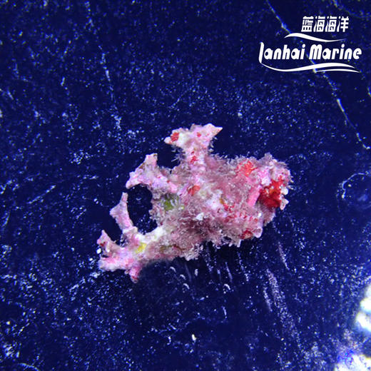 银杏骨螺 商品图3