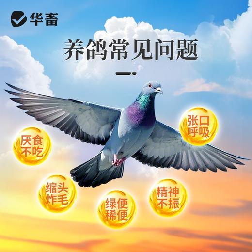 华畜鸽六联鸽子感冒水绿便歪头甩脖呕吐甩食鸽瘟流感缩头鸽子通用 商品图1