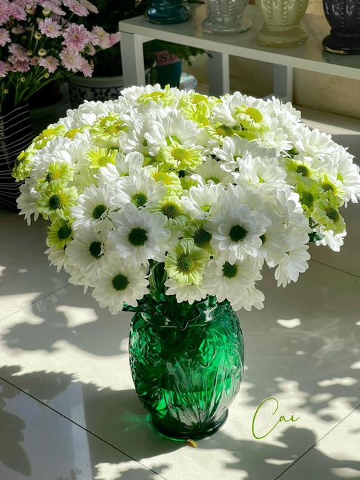 【三行情书】白色三文鱼小雏菊5支 +绿精灵小雏菊或抹茶小菊5支 商品图4