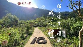 【任之堂18周年纪念版陈年艾条（2004年陈年艾条）】