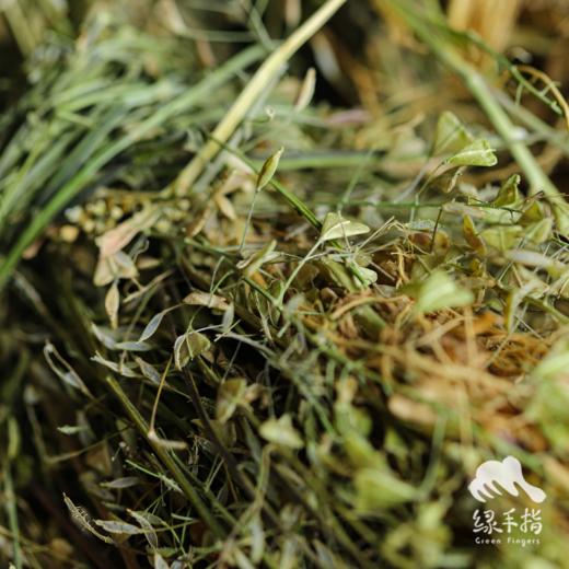 生态荠菜干（合作生产 ）| Eco-dried shepherd's purse | Coproduction 商品图1