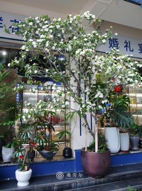 3M高落地海岛栀子花(中意可咨询客服)