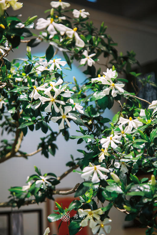 造型海岛栀子花 商品图1