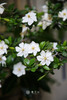 3M高落地海岛栀子花(中意可咨询客服) 商品缩略图3