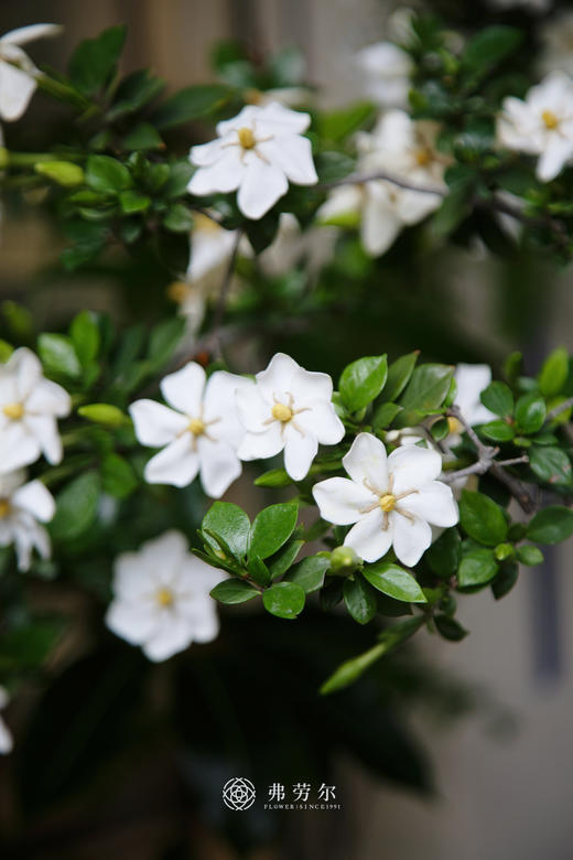 3M高落地海岛栀子花(中意可咨询客服) 商品图3