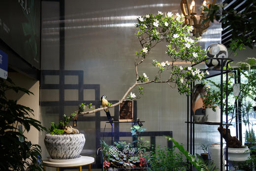 海岛栀子花 商品图0