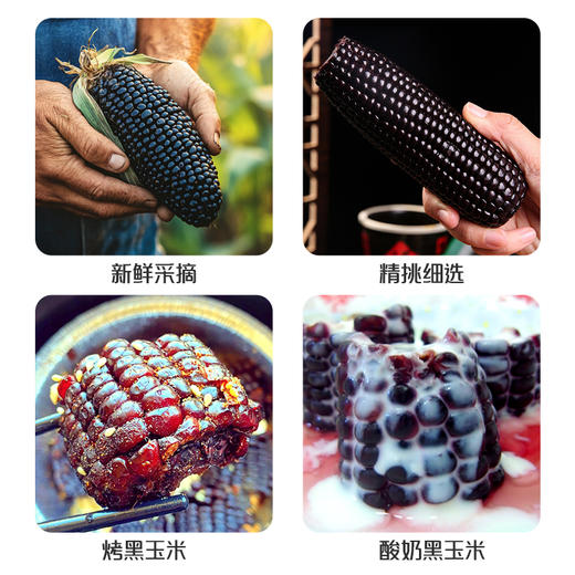 食盛源富硒黑糯玉米 2000g 商品图2