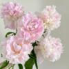 芍药丨雪纺冻糕 商品缩略图1