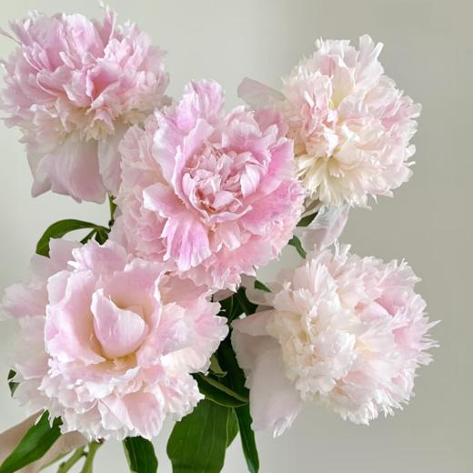 芍药丨雪纺冻糕 商品图1