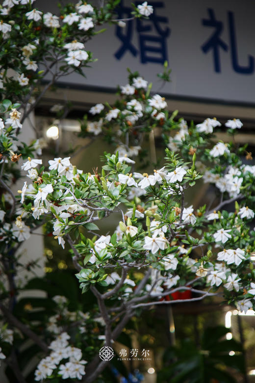 3M高落地海岛栀子花(中意可咨询客服) 商品图2