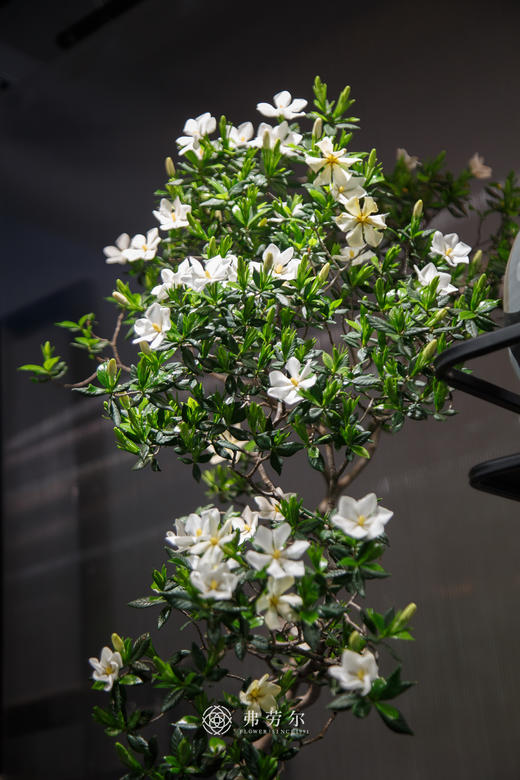 海岛栀子花 商品图1