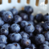生态蓝莓（广州） | 合作生产*Eco-friendly Blueberries |  Partner Production 商品缩略图2
