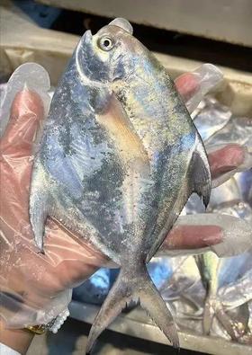 加0.1元赠1条深海红石斑鱼，野钓开团118元野生海钓鲳鱼，纯海钓品质鱼身完整品相好中间只有①根主刺做法多样等你解锁基地直邮京东包邮顺丰包邮东