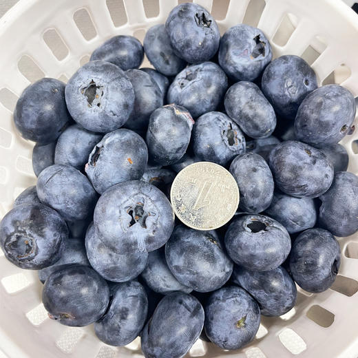 花香蓝莓22+（500g） 商品图2