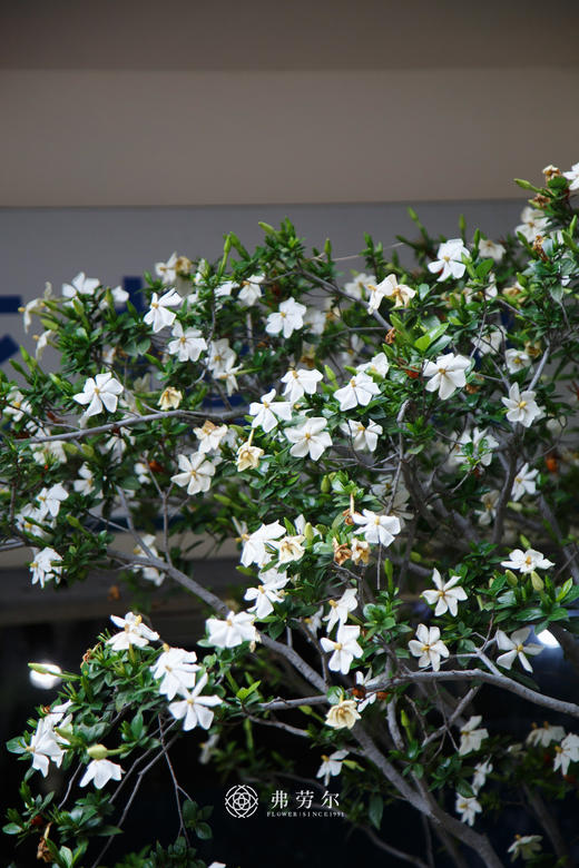 3M高落地海岛栀子花(中意可咨询客服) 商品图1