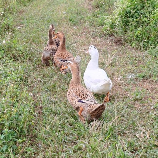 生态麻鸭 | 合作生产* Eco-white duck | Partner Production 商品图2
