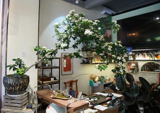 造型海岛栀子花 商品图0