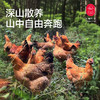 云南土鸡 商品缩略图1