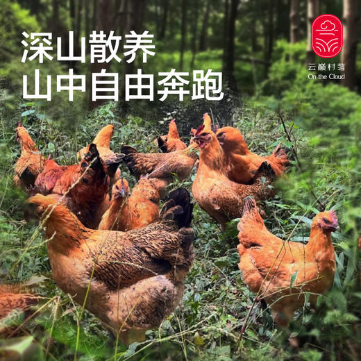 云南土鸡 商品图1