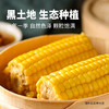 食盛源富硒糯甜玉米2000g 商品缩略图1