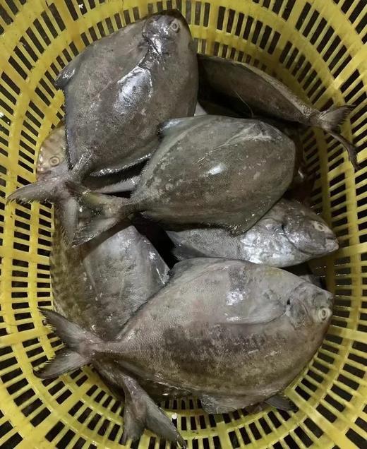 加0.1元赠1条深海红石斑鱼，野钓开团118元野生海钓鲳鱼，纯海钓品质鱼身完整品相好中间只有①根主刺做法多样等你解锁基地直邮京东包邮顺丰包邮东 商品图1