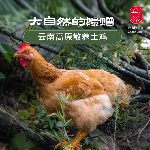 云南土鸡 商品图0