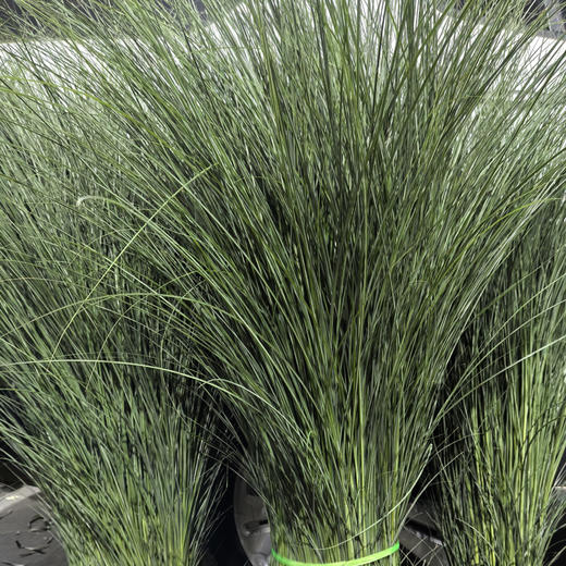 细叶芒 商品图2