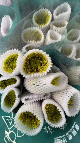 小菊 | 单头烟花菊绿