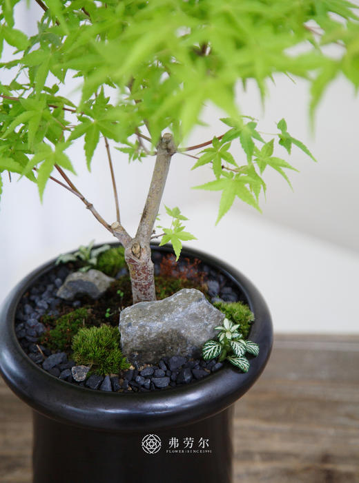 黑盆红枫 商品图1