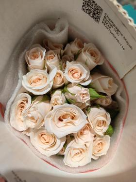 肯尼亚进口花材Champagne Majolika香槟玛卡多头玫瑰花12支