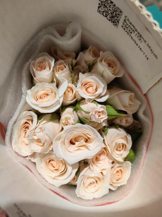 肯尼亚进口花材Champagne Majolika香槟玛卡多头玫瑰花12支 商品图0