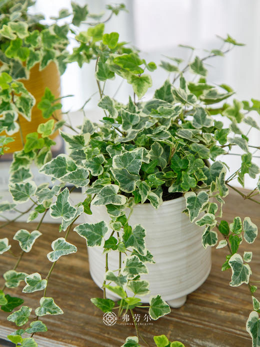 常春藤 商品图2